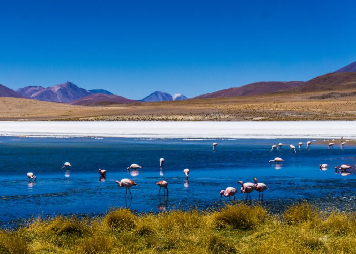 altiplano - laguna colorada - wunder boliviens - privatreisen-suedamerika.de
